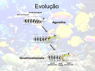 Evolução
 