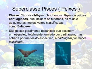 Superclasse Pisces ( Peixes )
• Classe Chondrichthyes: Os Chondrichthyes ou peixes
cartilagíneos, que incluem os tubarões, as raias e
as quimeras, muitas vezes classificadas
como Seláceos;
• São peixes geralmente oceânicos que possuem
um esqueleto totalmente formado por cartilagem, mas
coberta por um tecido específico, a cartilagem prismática
calcificada.
 