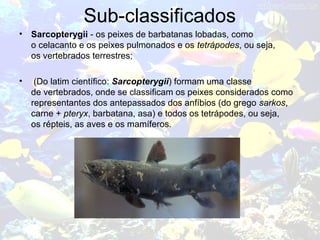 Sub-classificados
• Sarcopterygii - os peixes de barbatanas lobadas, como
o celacanto e os peixes pulmonados e os tetrápodes, ou seja,
os vertebrados terrestres;
• (Do latim científico: Sarcopterygii) formam uma classe
de vertebrados, onde se classificam os peixes considerados como
representantes dos antepassados dos anfíbios (do grego sarkos,
carne + pteryx, barbatana, asa) e todos os tetrápodes, ou seja,
os répteis, as aves e os mamíferos.
 