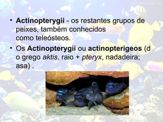 • Actinopterygii - os restantes grupos de
peixes, também conhecidos
como teleósteos.
• Os Actinopterygii ou actinopterígeos (d
o grego aktis, raio + pteryx, nadadeira;
asa) .
 