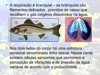 • A respiração é branquial – as brânquias são
filamentos delicados , providos de vasos que
recolhem o gás oxigênio dissolvidos na água.
• Nos dois lados do corpo há uma estrutura
sensorial denominada linha lateral. Nesse canal
existem células sensoriais que permirtem a
percepção de vibrações e de pressão da água ,
variável de acordo com a profundidade.
 