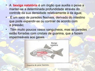 • A bexiga natatória é um órgão que auxilia o peixe a
manter-se a determinada profundidade através do
controle da sua densidade relativamente à da água;
• É um saco de paredes flexíveis, derivado do intestino
que pode expandir-se ou contrair de acordo com
a pressão;
• Têm muito poucos vasos sanguíneos, mas as paredes
estão forradas com cristais de guanina, que a fazem
impermeáveis aos gases.
 