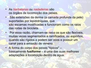 • As barbatanas ou nadadeiras são
os órgãos de locomoção dos peixes.
• São extensões da derme (a camada profunda da pele)
suportadas por lepidotríquias, que
são escamas modificadas e funcionam como os raios
das rodas de bicicleta.
• Por essa razão, chamam-se raios os que são flexíveis,
muitas vezes segmentados e ramificados, ou espinhos,
quando são rígidos e podem ser ocos e possuir um
canal para a emissão de veneno.
• A forma do corpo dos peixes "típicos" –
basicamente fusiforme – é uma das suas melhores
adaptações à locomoção dentro de água.
 