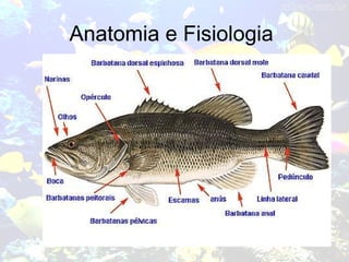 Anatomia e Fisiologia
 