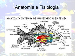 Anatomia e Fisiologia
 