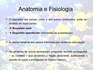 Anatomia e Fisiologia
 O esqueleto dos peixes, como a dos outros vertebrados, pode ser
dividido em duas partes:
•  Esqueleto axial
•  Esqueleto apendicular (elementos de sustentação)
 A coluna vertebral dos peixes é formada por vértebras articuladas.
 As vértebras do tronco apresentam projeções ventrais pontiagudas
– as costelas – que envolvem a região abdominal, sustentando a
parede do corpo e protegendo os órgãos internos.
 