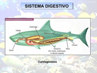 SISTEMA DIGESTIVOSISTEMA DIGESTIVO
Cartilaginosos
 