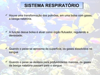  Houve uma transformação dos pulmões, em uma bolsa com gases,
a bexiga natatória.
 A função dessa bolsa é atuar como órgão flutuador, regulando a
densidade;
 Quando o peixe se aproxima da superfície, os gases dissolvidos no
sangue
 Quando o peixe se desloca para profundidades maiores, os gases
da bexiga natatória passam para o sangue
SISTEMA RESPIRATÓRIOSISTEMA RESPIRATÓRIO
 
