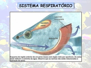 SISTEMA RESPIRATÓRIOSISTEMA RESPIRATÓRIO
 