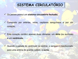 SISTEMA CIRCULATÓRIOSISTEMA CIRCULATÓRIO
 Os peixes possui um sistema circulatório fechado;
 Composto por artérias, veias, capilares sanguíneos e por um
coração;
 Este coração contêm apenas duas câmaras: um átrio (ou aurícula)
e um ventrículo;
 Quando a parede do ventrículo se contrai, o sangue é impulsionado
para uma artéria de grande calibre, a aorta;
 