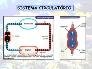 SISTEMA CIRCULATÓRIOSISTEMA CIRCULATÓRIO
 