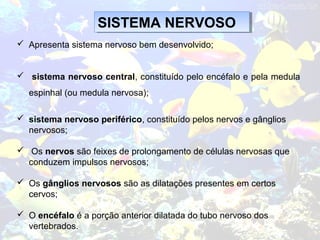 SISTEMA NERVOSOSISTEMA NERVOSO
 Apresenta sistema nervoso bem desenvolvido;
 sistema nervoso central, constituído pelo encéfalo e pela medula
espinhal (ou medula nervosa);
 sistema nervoso periférico, constituído pelos nervos e gânglios
nervosos;
 Os nervos são feixes de prolongamento de células nervosas que
conduzem impulsos nervosos;
 Os gânglios nervosos são as dilatações presentes em certos
cervos;
 O encéfalo é a porção anterior dilatada do tubo nervoso dos
vertebrados.
 