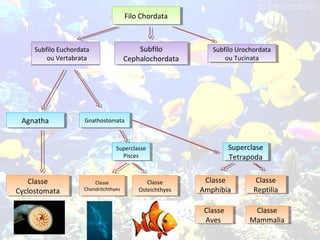 Filo ChordataFilo Chordata
Subfilo Euchordata
ou Vertabrata
Subfilo Euchordata
ou Vertabrata
Subfilo
Cephalochordata
Subfilo
Cephalochordata
Subfilo Urochordata
ou Tucinata
Subfilo Urochordata
ou Tucinata
Classe
Mammalia
Classe
Mammalia
Classe
Aves
Classe
Aves
Classe
Reptilia
Classe
Reptilia
Classe
Amphibia
Classe
Amphibia
Superclase
Tetrapoda
Superclase
Tetrapoda
Classe
Osteichthyes
Classe
Osteichthyes
Classe
Chondritchthyes
Classe
Chondritchthyes
Superclasse
Pisces
Superclasse
Pisces
Classe
Cyclostomata
Classe
Cyclostomata
GnathostomataGnathostomataAgnathaAgnatha
 