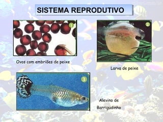 SISTEMA REPRODUTIVOSISTEMA REPRODUTIVO
Ovos com embriões de peixe
Alevino de
Barrigudinho
Larva de peixe
 