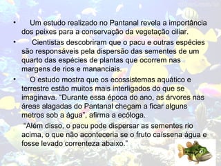 • Um estudo realizado no Pantanal revela a importância
dos peixes para a conservação da vegetação ciliar.
• Cientistas descobriram que o pacu e outras espécies
são responsáveis pela dispersão das sementes de um
quarto das espécies de plantas que ocorrem nas
margens de rios e mananciais.
• O estudo mostra que os ecossistemas aquático e
terrestre estão muitos mais interligados do que se
imaginava. “Durante essa época do ano, as árvores nas
áreas alagadas do Pantanal chegam a ficar alguns
metros sob a água”, afirma a ecóloga.
“Além disso, o pacu pode dispersar as sementes rio
acima, o que não aconteceria se o fruto caíssena água e
fosse levado correnteza abaixo.”
 
