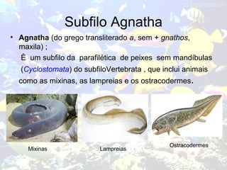 Subfilo Agnatha
• Agnatha (do grego transliterado a, sem + gnathos,
maxila) ;
È um subfilo da parafilética de peixes sem mandíbulas
(Cyclostomata) do subfiloVertebrata , que inclui animais
como as mixinas, as lampreias e os ostracodermes.
Mixinas Lampreias
Ostracodermes
 