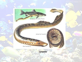 Lampréia
 