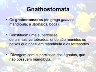 Gnathostomata
• Os gnatostomados (do grego gnathos,
mandíbula, e stomatos, boca);
• Constituem uma superclasse
de animais vertebrados, onde são reunidos os
peixes que possuem mandíbula e os tetrápodes.
• Divergem com superclasse dos ágnatos, que
não possuem mandíbula.
 