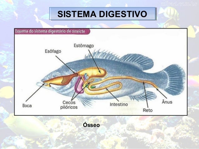 Resultado de imagem para sistema digestorio dos peixes