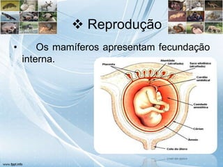  Reprodução
•       Os mamíferos apresentam fecundação
    interna.
 