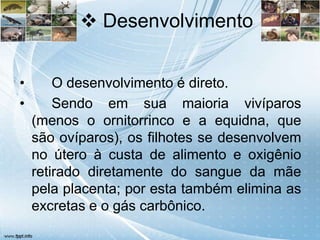  Desenvolvimento


•       O desenvolvimento é direto.
•       Sendo em sua maioria vivíparos
    (menos o ornitorrinco e a equidna, que
    são ovíparos), os filhotes se desenvolvem
    no útero à custa de alimento e oxigênio
    retirado diretamente do sangue da mãe
    pela placenta; por esta também elimina as
    excretas e o gás carbônico.
 