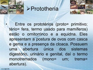 Prototheria

•       Entre os prototérios (proto= primitivo;
    tério= fera, termo usado para mamíferos)
    estão o ornitorrinco e a equidna. Eles
    apresentam a postura de ovos com casca
    e gema e a presença da cloaca. Possuem
    uma abertura única dos sistemas
    digestório, urinário e genital, daí o termo
    monotremados (mono= um; trema=
    abertura).
 