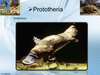 Prototheria
Ornitorrinco.
 