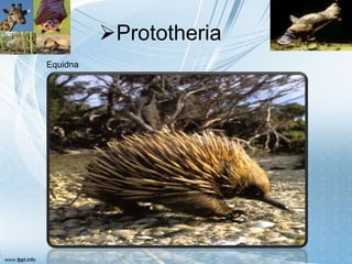 Prototheria
Equidna
 