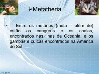 Metatheria

•      Entre os metários (meta = além de)
    estão os cangurus e os coalas,
    encontrados nas ilhas da Oceania, e os
    gambás e cuícas encontrados na América
    do Sul.
 