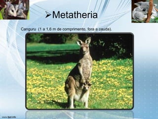 Metatheria
Canguru (1 a 1,6 m de comprimento, fora a cauda).
 