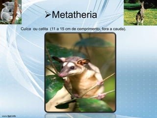 Metatheria
Cuíca ou catita (11 a 15 cm de comprimento, fora a cauda).
 