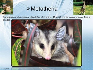 Metatheria
Gambá-de-orelha-branca (Didelphis albiventris; 45 a 50 cm de comprimento, fora a
cauda).
 