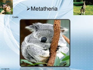 Metatheria
Coala
 
