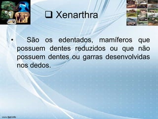  Xenarthra

•      São os edentados, mamíferos que
    possuem dentes reduzidos ou que não
    possuem dentes ou garras desenvolvidas
    nos dedos.
 