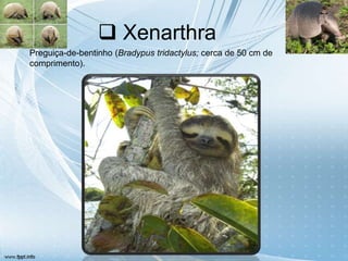  Xenarthra
Preguiça-de-bentinho (Bradypus tridactylus; cerca de 50 cm de
comprimento).
 
