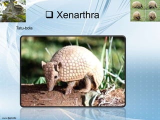  Xenarthra
Tatu-bola
 