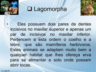  Lagomorpha

•       Eles possuem dois pares de dentes
    incisivos no maxilar superior e apenas um
    par de incisivos no maxilar inferior.
    Pertencem a esta ordem o coelho e a
    lebre, que são mamíferos herbívoros.
    Estes animais se adaptam muito bem a
    qualquer habitat que lhes ofereça erva
    para se alimentar e solo onde possam
    abrir tocas.
 