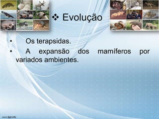  Evolução

•      Os terapsidas.
•      A expansão dos     mamíferos   por
    variados ambientes.
 