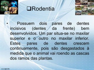 Rodentia

•       Possuem dois pares de dentes
    incisivos (dentes da frente) bem
    desenvolvidos. Um par situa-se no maxilar
    superior e o outro no maxilar inferior.
    Estes    pares   de    dentes    crescem
    continuamente, pois são desgastados à
    medida que o animal vai roendo as cascas
    dos ramos das plantas.
 