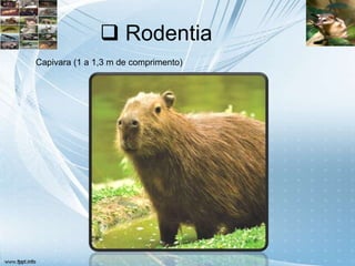 Rodentia
Capivara (1 a 1,3 m de comprimento)
 