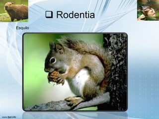  Rodentia
Esquilo
 