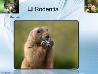  Rodentia
Marmota
 