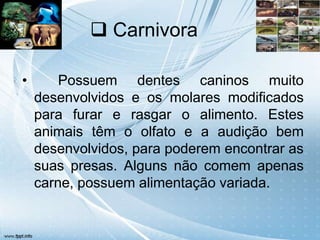  Carnivora

•       Possuem dentes caninos muito
    desenvolvidos e os molares modificados
    para furar e rasgar o alimento. Estes
    animais têm o olfato e a audição bem
    desenvolvidos, para poderem encontrar as
    suas presas. Alguns não comem apenas
    carne, possuem alimentação variada.
 
