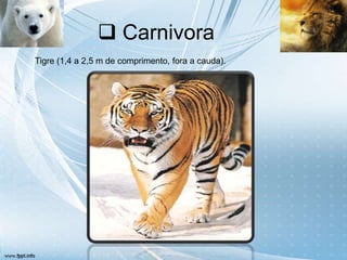  Carnivora
Tigre (1,4 a 2,5 m de comprimento, fora a cauda).
 