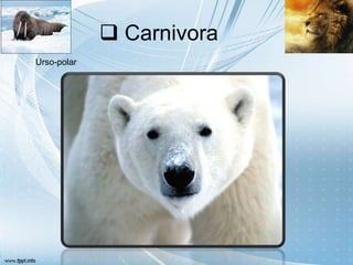 Carnivora
Urso-polar
 