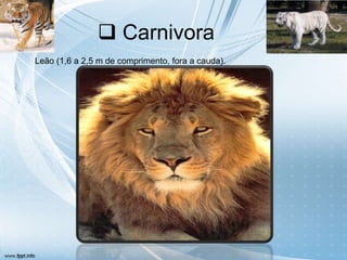  Carnivora
Leão (1,6 a 2,5 m de comprimento, fora a cauda).
 