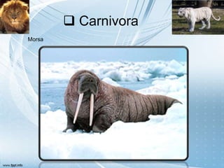 Carnivora
Morsa
 