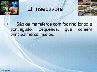  Insectivora

•       São os mamíferos com focinho longo e
    pontiagudo, pequenos, que comem
    principalmente insetos.
 