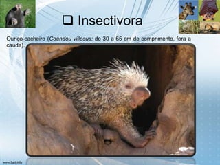  Insectivora
Ouriço-cacheiro (Coendou villosus; de 30 a 65 cm de comprimento, fora a
cauda).
 