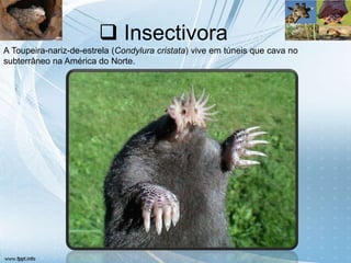  Insectivora
A Toupeira-nariz-de-estrela (Condylura cristata) vive em túneis que cava no
subterrâneo na América do Norte.
 